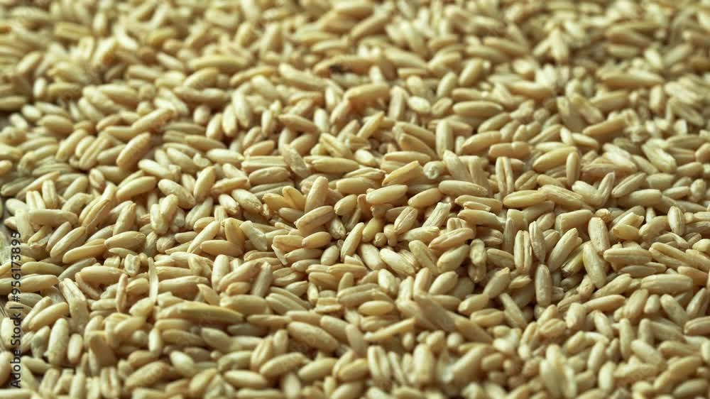 closeup hull australia oat groat rice food for pet food background footage 4k rotate video closeup hull australia oat groat rice food for pet food background footage 4k rotate video