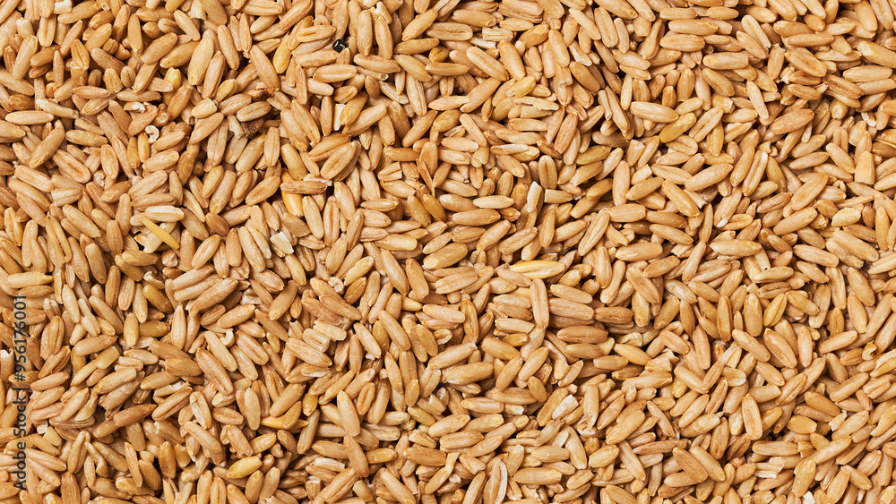 closeup hull australia oat groat rice food for pet background texture closeup hull australia oat groat rice food for pet background texture