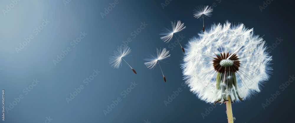 The vibrant colors and intricate details of a dandelion clock are showcased in a high-resolution, 4K image, capturing the essence of nature's beauty. The vibrant colors and intricate details of a dandelion clock are showcased in a high-resolution, 4K image, capturing the essence of nature's beauty.