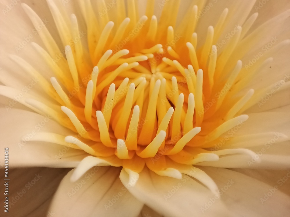flower of calendula flower of calendula