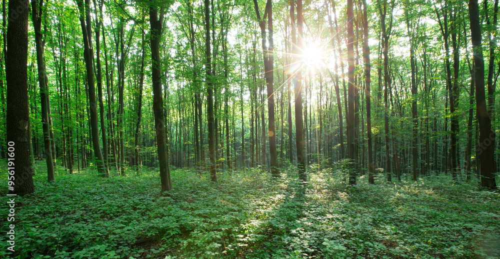 Fototapeta premium green Forest trees. nature green wood sunlight backgrounds