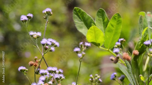 flower of the praxelis plant, a genus of flowering plants in the tribe Eupatorieae in the family Asteraceae. photo