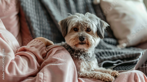 A small dog is laying on a couch next to a person