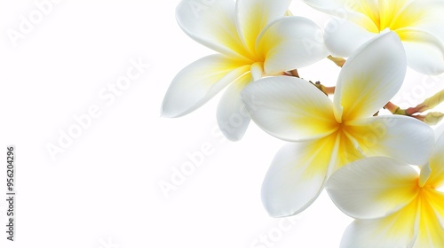 07231249 554. High-resolution side view of a white and yellow Plumeria bouquet, with a focus on the detailed petals and arrangement, isolated on a pure white background