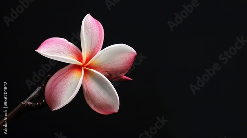 07231249 560. Top-down view of a blooming pink and white Plumeria flower on its stalk, isolated against a deep black background, capturing the elegance and color contrast of the flower branch