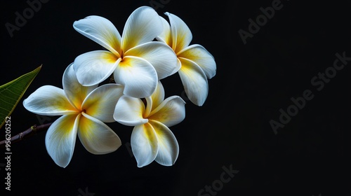 07231249 565. Elegant isolated view of white and yellow Plumeria flowers on a black background, highlighting the floral textures and striking color contrast of the tropical flowers