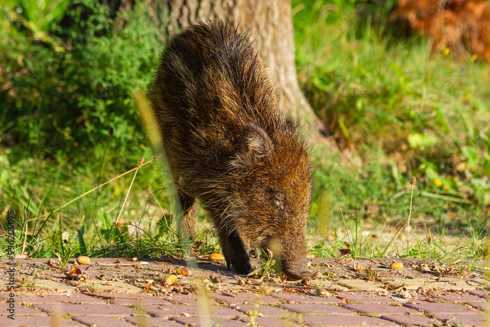 Dzik zjadający żołędzie z kostki brukowej | Wild boar eating acorns from paving stones Dzik zjadający żołędzie z kostki brukowej | Wild boar eating acorns from paving stones