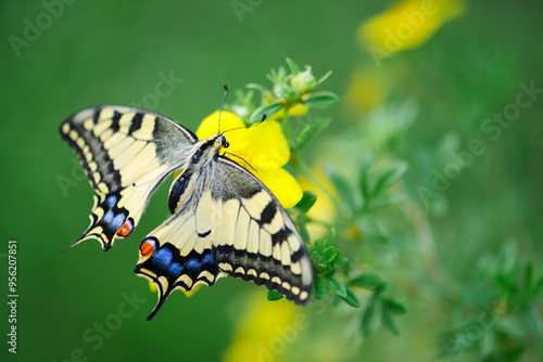 Beautiful Swallowtail Butterfly (Papilio machaon) on yellow flower close up. Insect macro photography photo