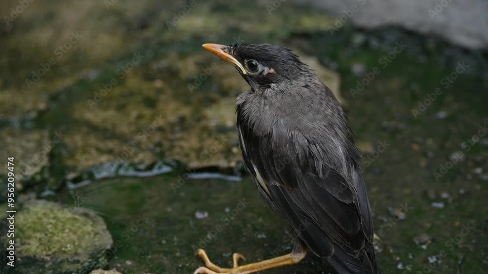Baby Indian Myna Birds. Its other names Common myna and mynah. This is a bird of the starling family Sturnidae. This is a group of passerine birds which are native to southern Asia. Slow motion video Baby Indian Myna Birds. Its other names Common myna and mynah. This is a bird of the starling family Sturnidae. This is a group of passerine birds which are native to southern Asia. Slow motion video