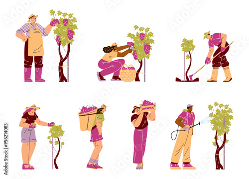 Vector set demonstrates growing and harvesting grapes.
