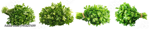 This is a parsley bunch isolated on a white background with a clipping path and full depth of field