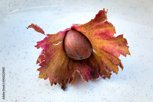 Purple hazel with hazelnuts, corylus maxima purpurea photo