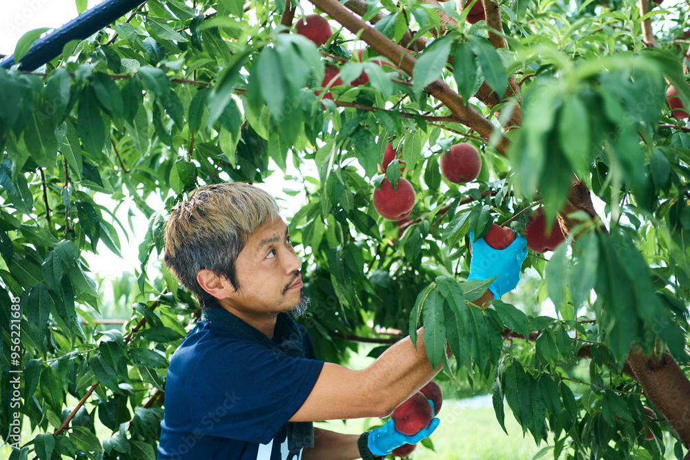 © hideo tsuto - 桃の収穫をする日本の農家さん