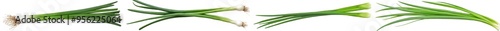 A green onion is isolated on white background with a depth of field of 0.5, clipped to the edge photo