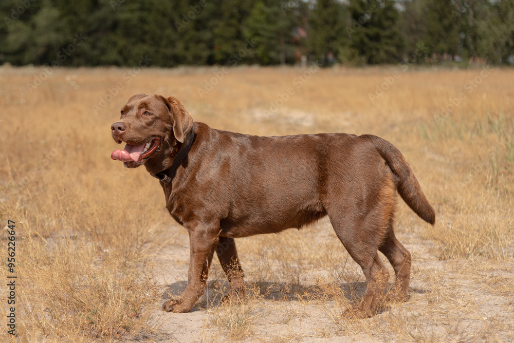 brown labrador at walk outdoors in field, standing on trail, tongue out, dogwalking concept brown labrador at walk outdoors in field, standing on trail, tongue out, dogwalking concept