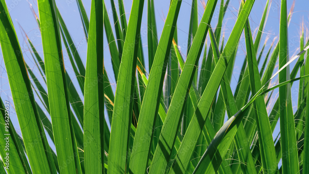 fresh palm tree branches bottom view