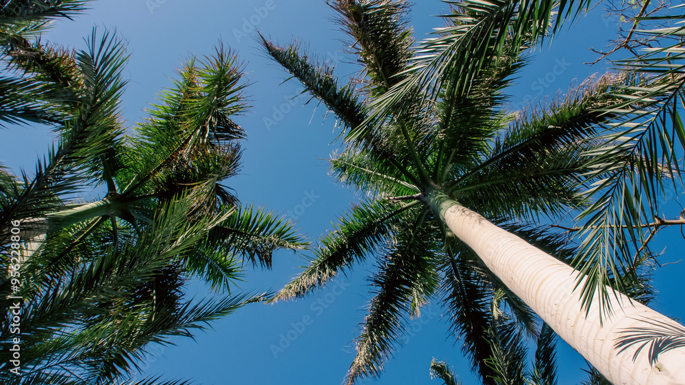 high palm trees pattern on white background high palm trees pattern on white background