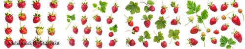The wild strawberry is isolated on a white background with full depth of field