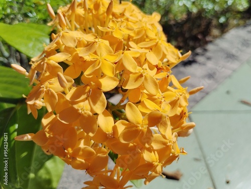 Ixora javanica (yellow) in the garden  photo