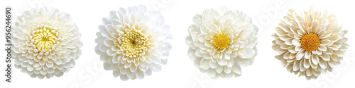 Wallpaper Mural Isolated chrysanthemum flower with full depth of field on white background Torontodigital.ca
