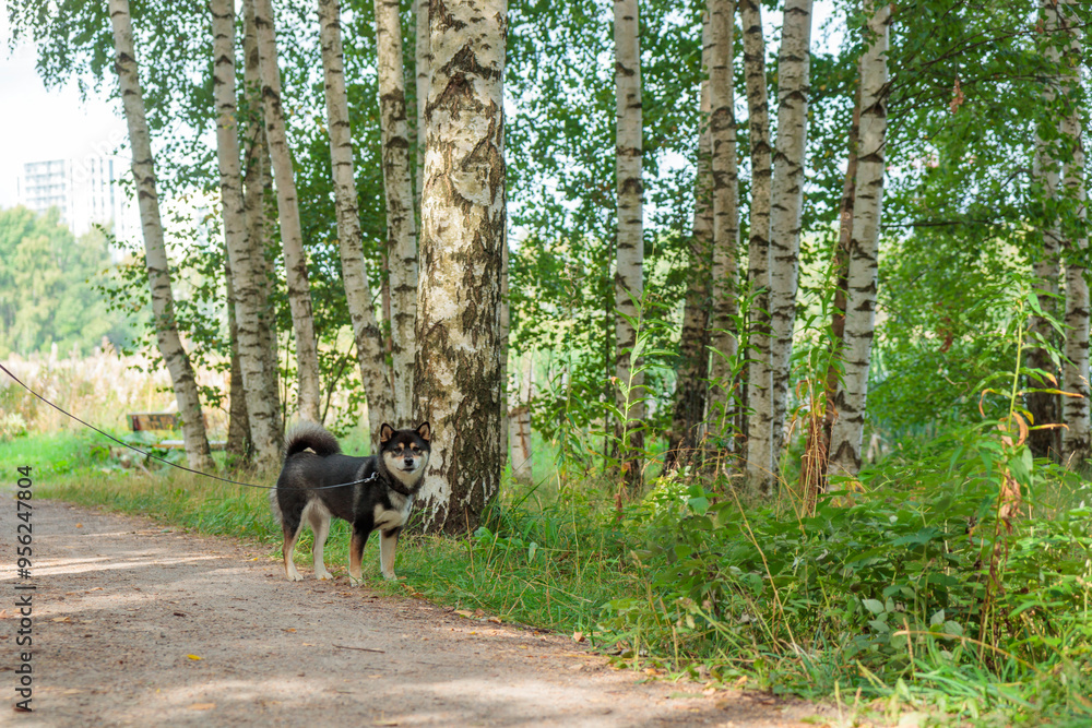 Black and tan dog, Japanese Shiba Inu breed, and nature, pet outdoors, on a walk in sunny summer forest or park in Finland, Europe Black and tan dog, Japanese Shiba Inu breed, and nature, pet outdoors, on a walk in sunny summer forest or park in Finland, Europe