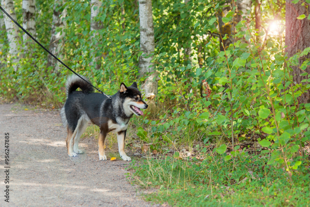 Black and tan dog, Japanese Shiba Inu breed, and nature, pet outdoors, on a walk in sunny summer forest or park in Finland, Europe Black and tan dog, Japanese Shiba Inu breed, and nature, pet outdoors, on a walk in sunny summer forest or park in Finland, Europe