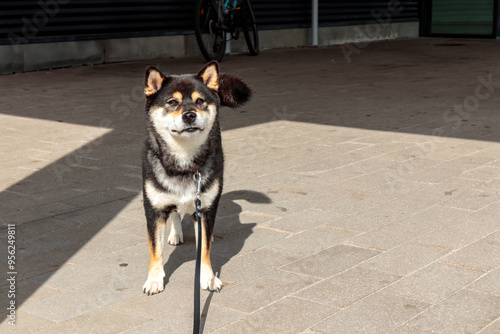 The dog is tied at the entrance to the store, black and tan Japanese Shiba Inu breed dog waits for its owner in the parking lot photo