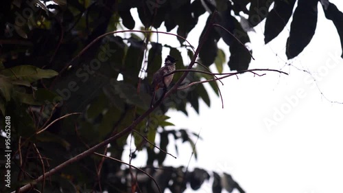 Sooty-headed Bulbul or Pycnonotus aurigaster perched on a tree branch photo