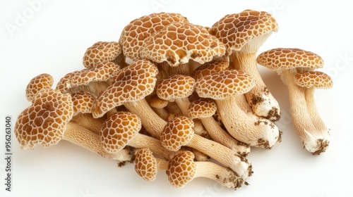 Cluster of brown beech mushrooms (Shimeji) isolated on a clean white background, top view.