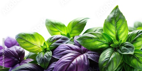 Fresh basil leaves green and purple aromatic herbs Silhouette photo