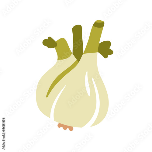 Fennel vegetable bulb, root. Fresh aromatic herb, natural seasoning, healthy ...