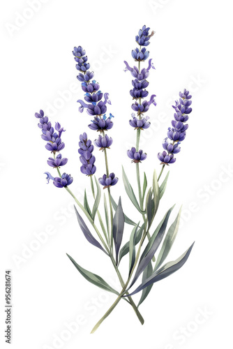 A vintage illustration of vibrant Lavender flowers with lush green leaves, floral-themed projects, watercolor art,PNG transparent background