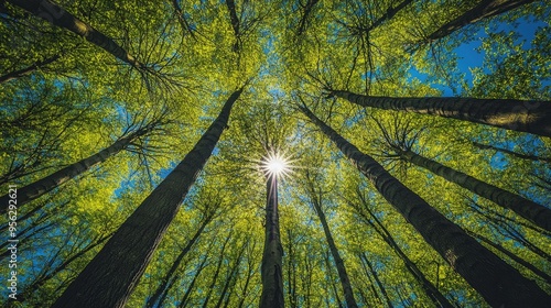 Looking up Green forest. Trees with green Leaves, blue sky and sun light. Bottom view background photo