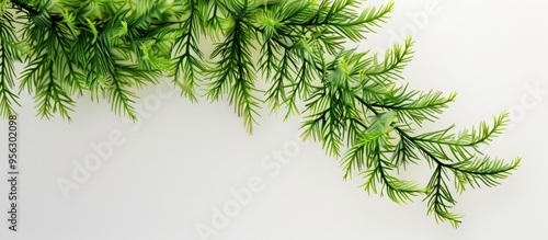 Myriophyllum spicatum a type of Eurasian water milfoil is shown in the copy space image photo