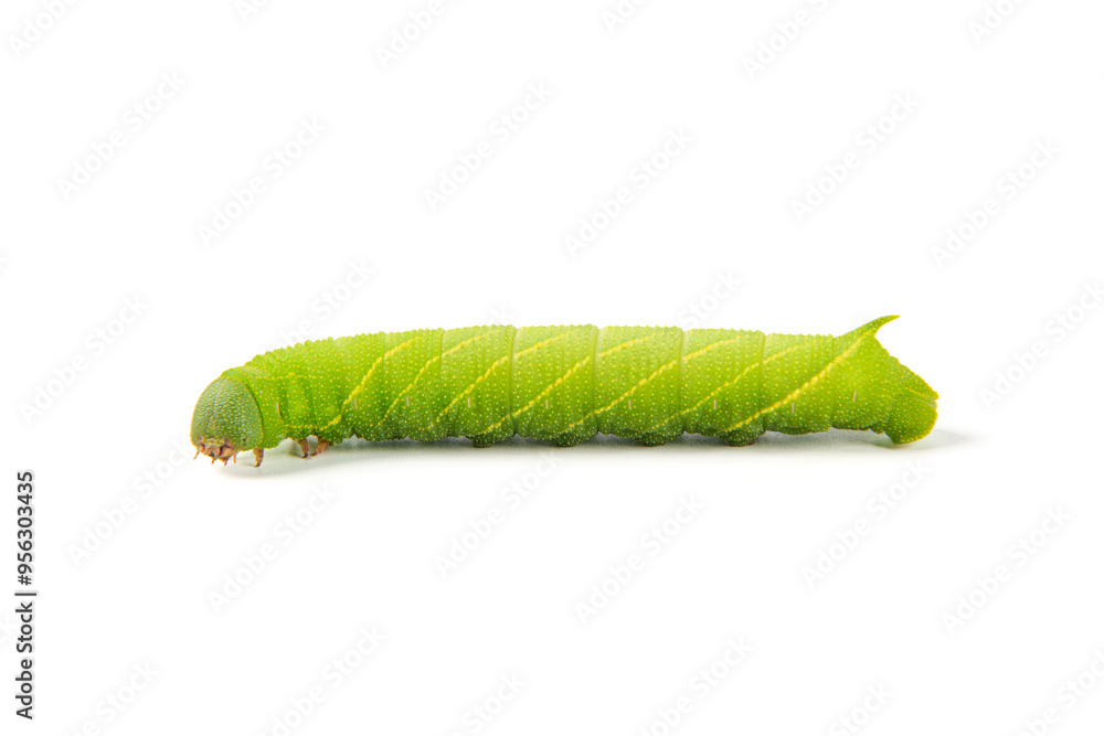 Obraz premium green hornworm caterpillar isolated on white background.