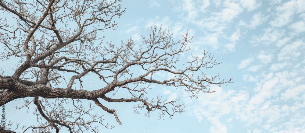 Oak tree branches devoid of leaves stand stark against a cloudless early spring sky offering a cold atmosphere with a camera movement showing a sky with copy space image Oak tree branches devoid of leaves stand stark against a cloudless early spring sky offering a cold atmosphere with a camera movement showing a sky with copy space image