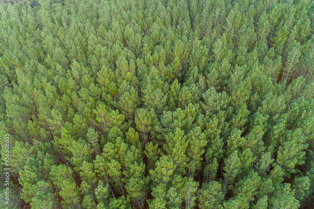 aerial view with drone over the treetops of a pine forest