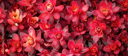 Close up shot of a vibrant red ice plant strewn with shells creating a textured backdrop perfect for copy space image photo