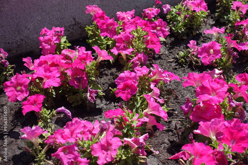 Large quantity of vibrant pink flowers of petunias in mid July Large quantity of vibrant pink flowers of petunias in mid July