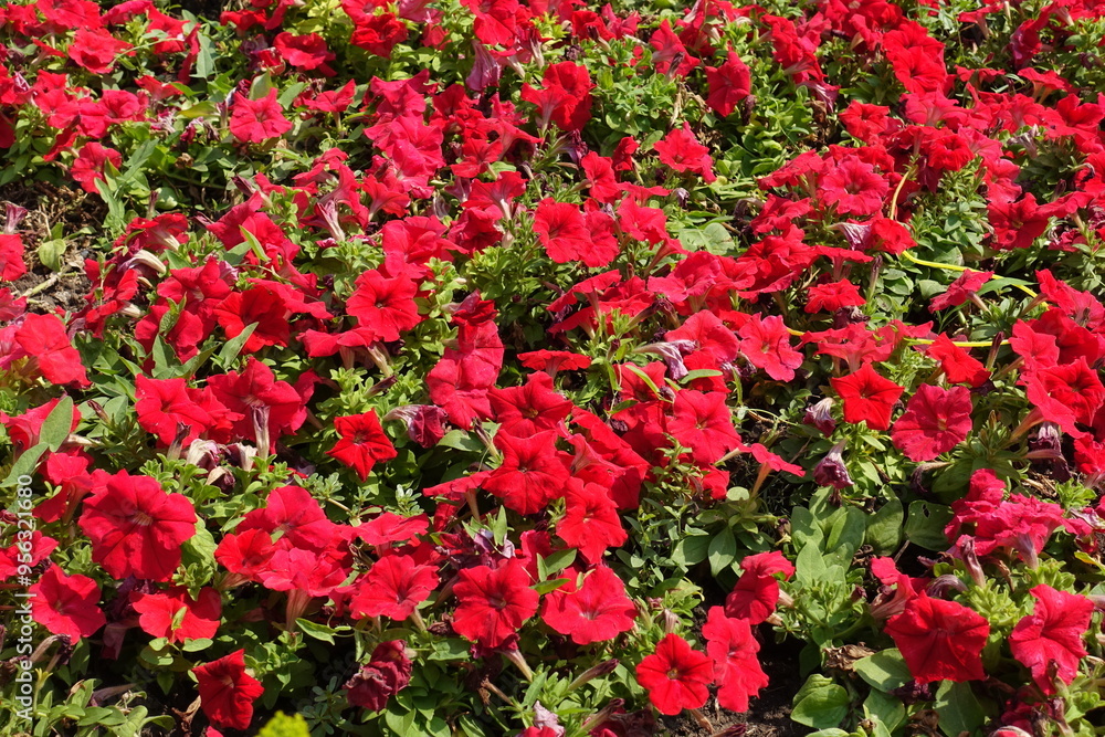 Infinite scarlet red flowers of petunias in August Infinite scarlet red flowers of petunias in August