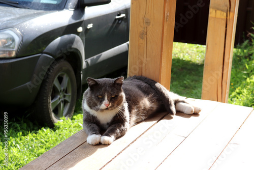 Gray dissatisfied yellow-eyed cat lies on a wooden porch of a village house in the shade on a sunny summer day against the background of a car. Horizontal photo, close-up