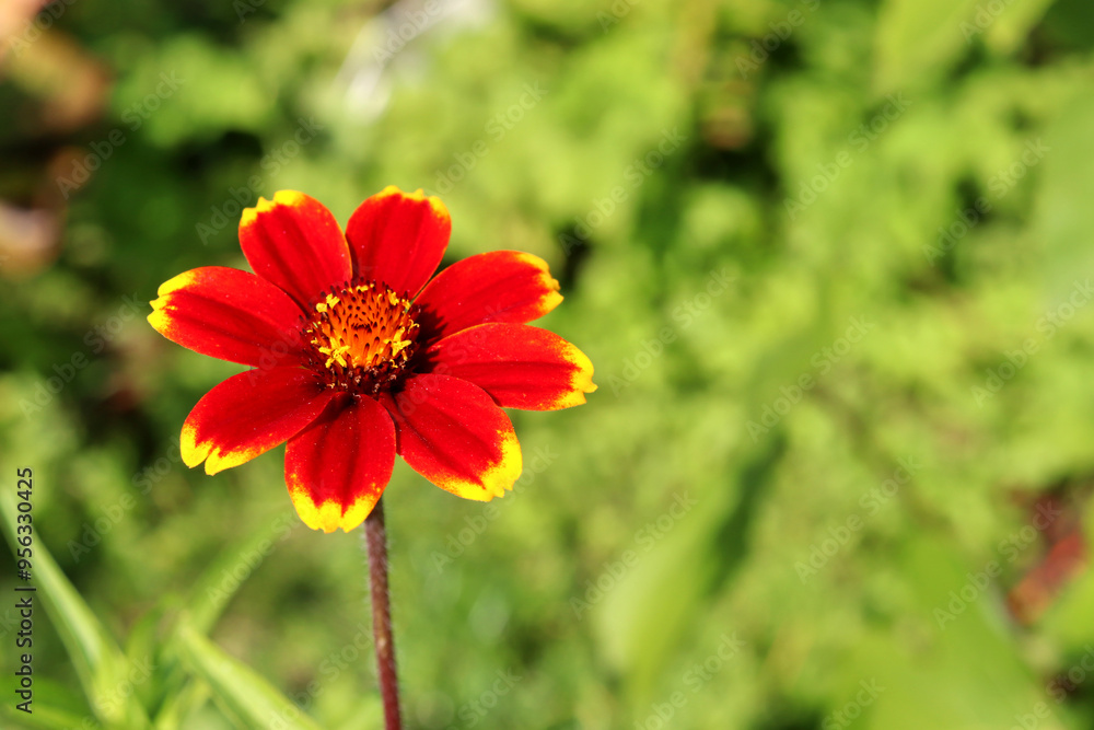 Red-brown zinnia on green background with free space on the right in the garden on a sunny summer day - horizontal photo, flower, close-up Red-brown zinnia on green background with free space on the right in the garden on a sunny summer day - horizontal photo, flower, close-up