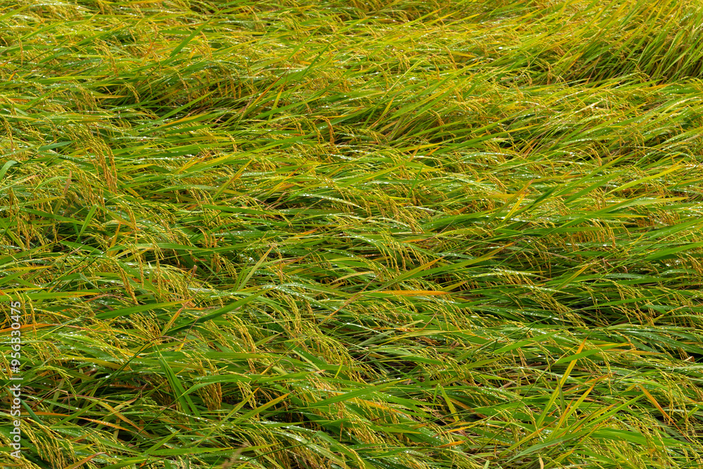 The rice plantation, ready for harvest, collapsed after heavy rain. The rice plantation, ready for harvest, collapsed after heavy rain.