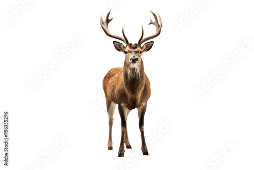 Elegant chital deer PNG on transparent background perfect for wildlife and nature design project
