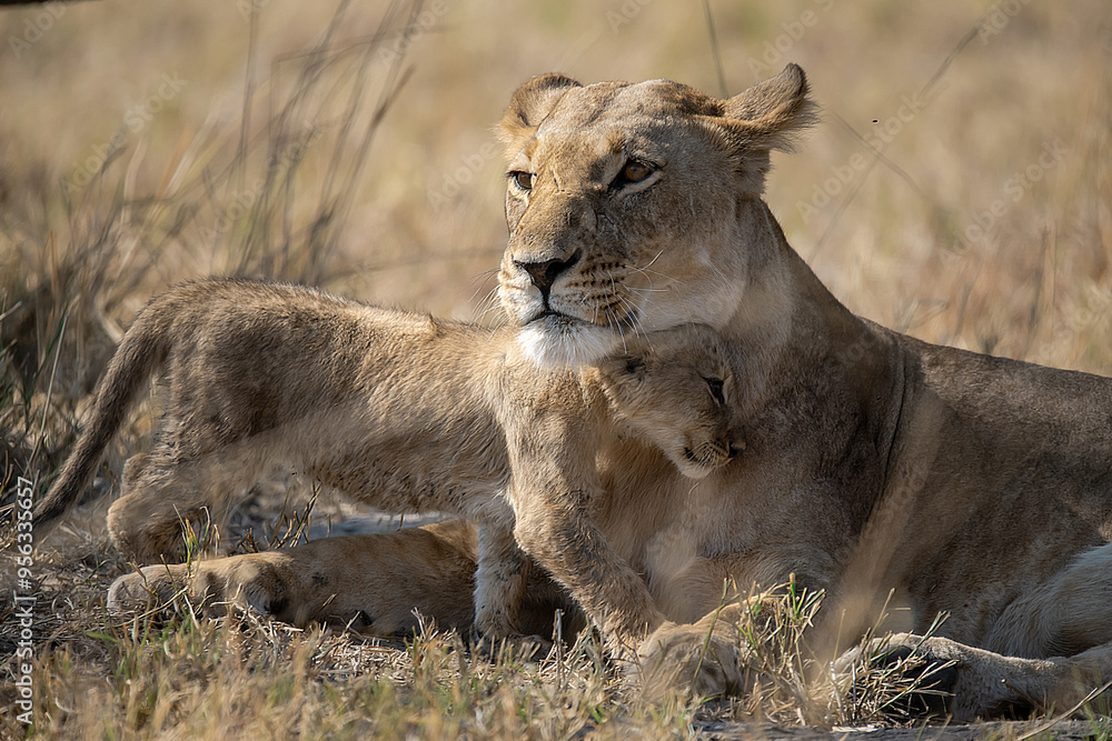 Lions in BWA