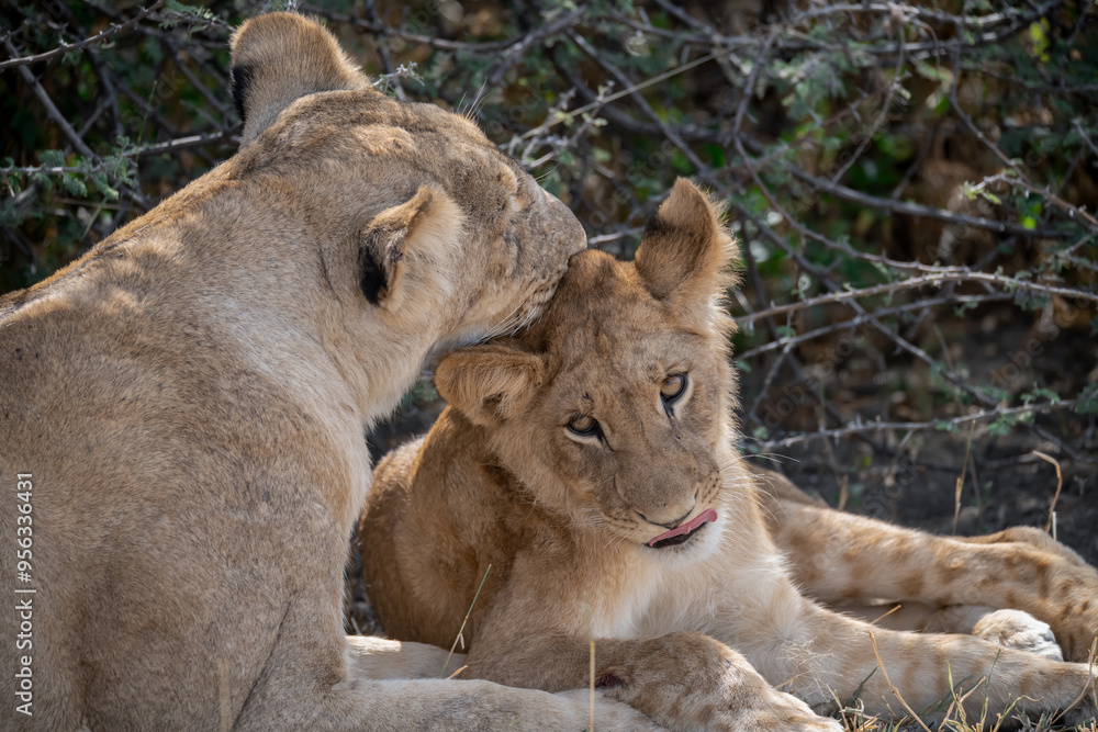 Naklejka premium lions in BWA