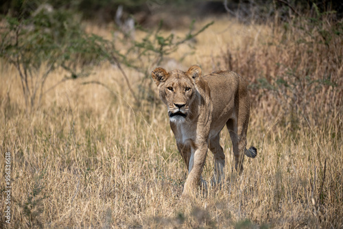 lions in BWA