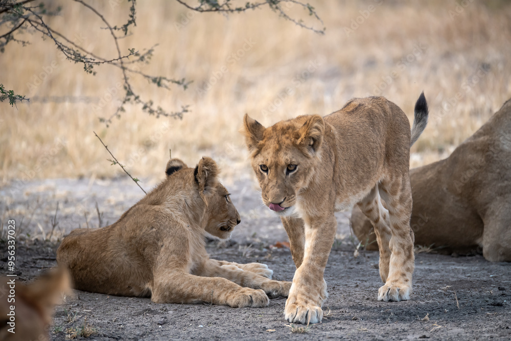 Fototapeta premium lions in BWA