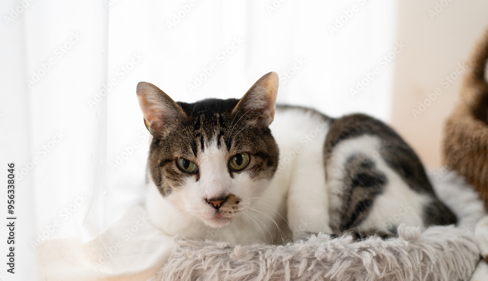 窓辺でくつろぐ猫 キジトラ白 窓辺でくつろぐ猫 キジトラ白