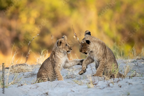 lions in bwa photo